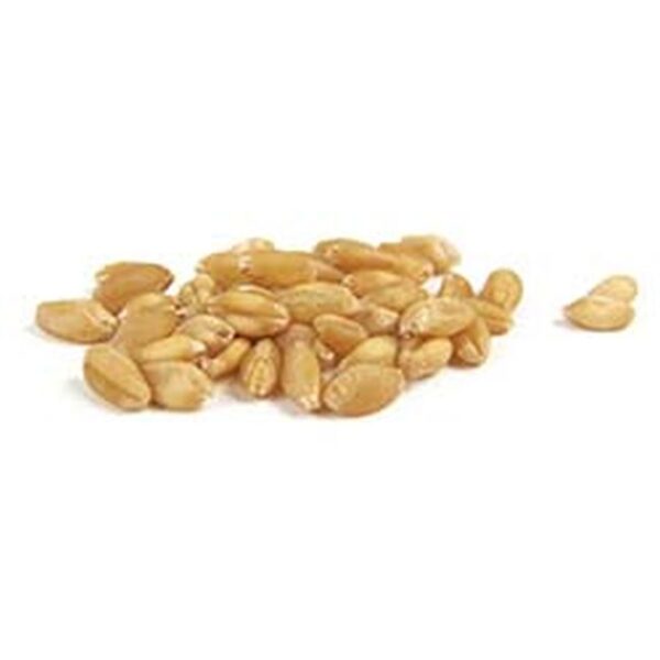 Wheat Asurelik(003) 25kg